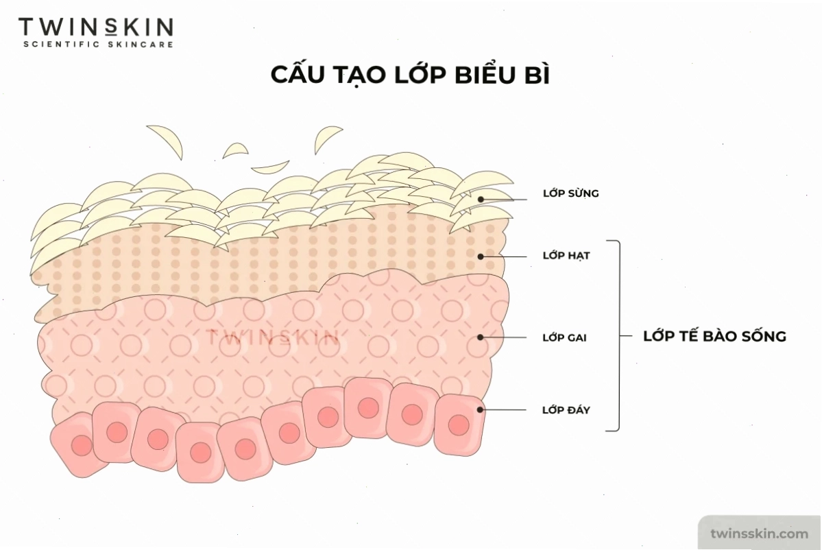 cấu tạo biểu bì twins skin