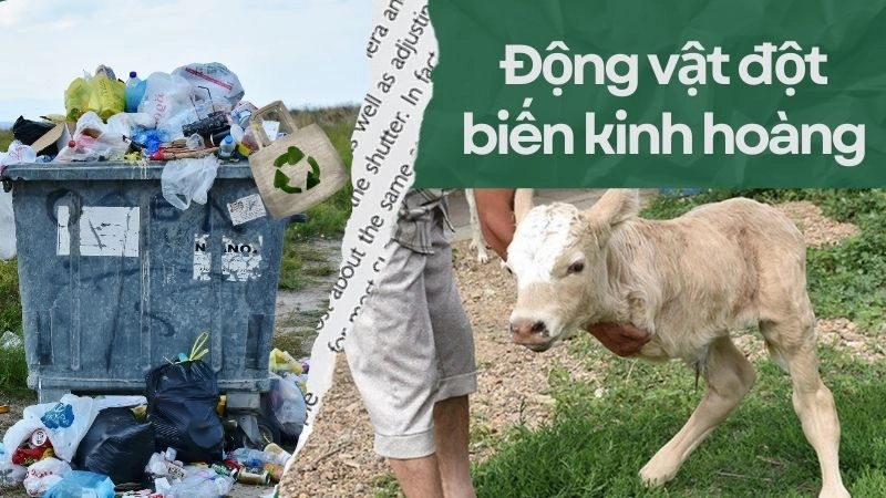 Động vật đột biến kinh hoàng vì rác thải hóa học và nhựa