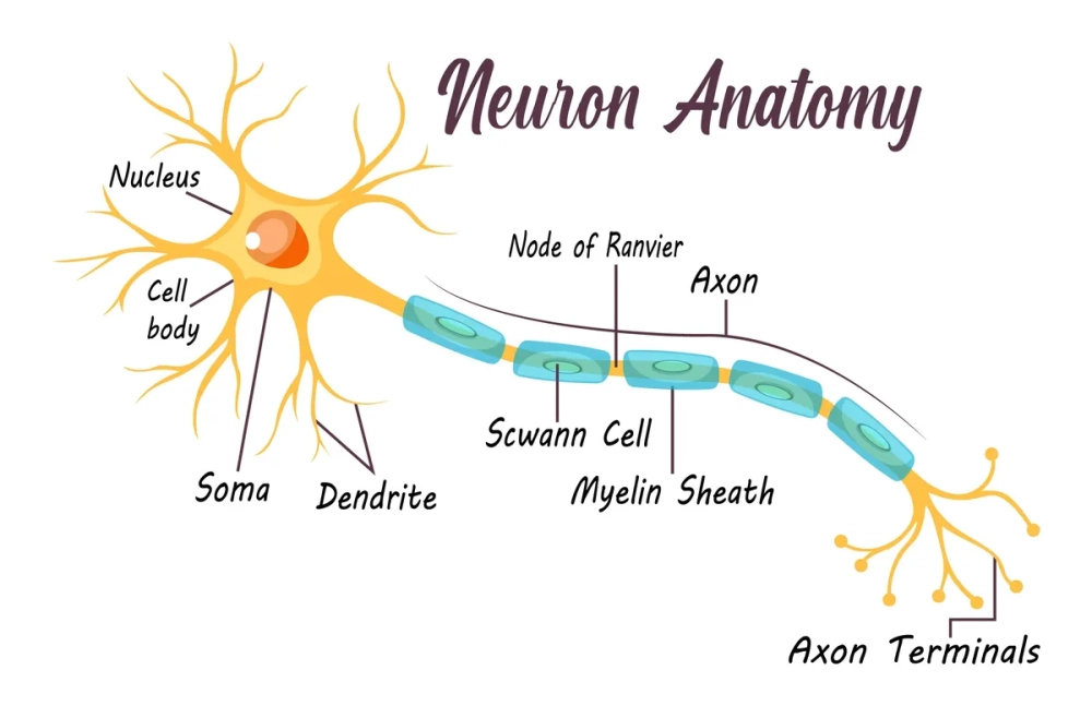 Hình ảnh sợi trục nơ-ron thần kinh có cấu tạo myelin bền vững