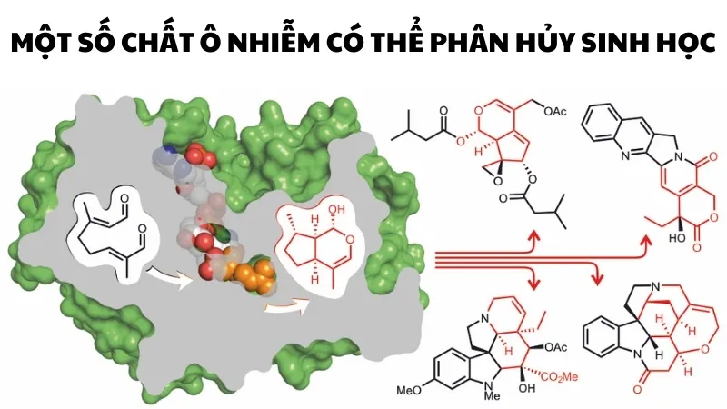 Một số chất ô nhiễm có thể phân hủy sinh học 2 Một số chất ô nhiễm có thể phân hủy sinh học 2