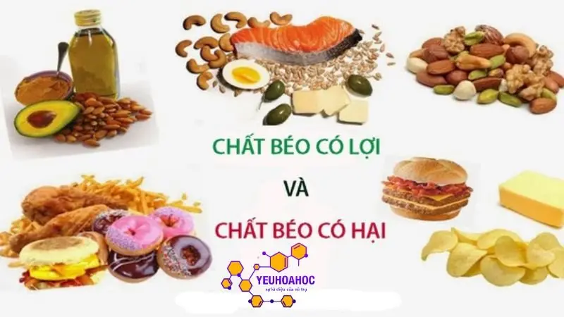 mot-so-loai-chat-beo-pho-bien mot-so-loai-chat-beo-pho-bien
