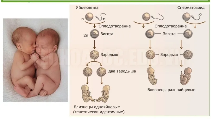 Nguyên nhân của hiện tượng sinh đôi giống hệt nhau Nguyên nhân của hiện tượng sinh đôi giống hệt nhau