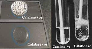 Phản ứng Catalase: Cơ chế, ứng dụng và ý nghĩa trong sinh học