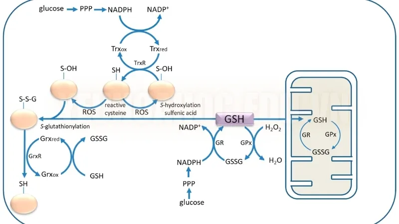 Quá trình tổng hợp glutathione Quá trình tổng hợp glutathione
