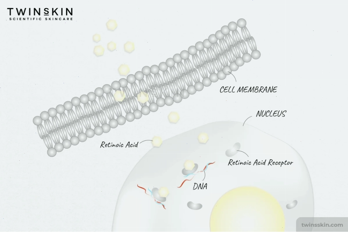 retinoic acid, retinol là gì