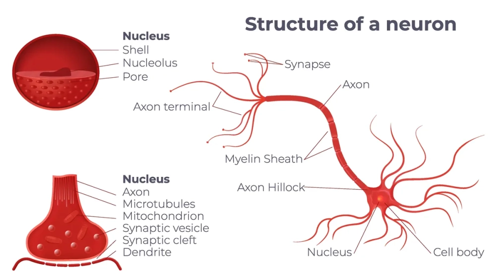 Sơ đồ nơ-ron thần kinh với các bao myelin bao quanh sợi trục