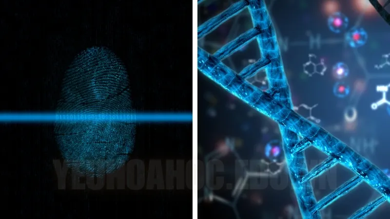 Tại sao dấu vân tay và DNA không giống nhau? Tại sao dấu vân tay và DNA không giống nhau?