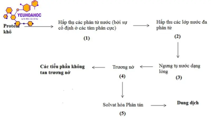 tinh-chat-cua-protein tinh-chat-cua-protein