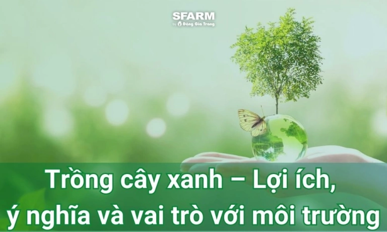 Vì sao cần trồng cây gây rừng và bảo vệ lá phổi xanh của Trái Đất